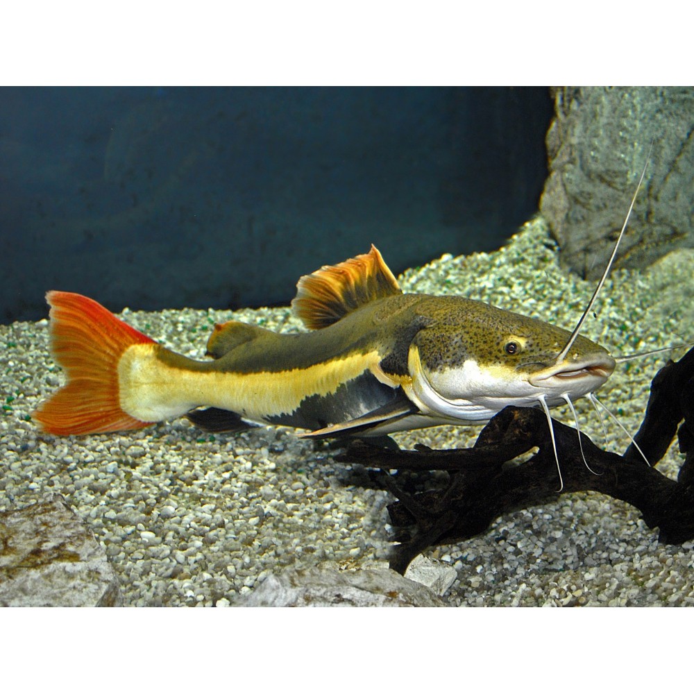 Raudonuodegis šamas