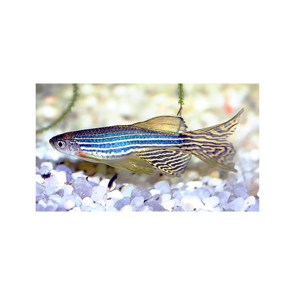 Rerio danija - Image 2