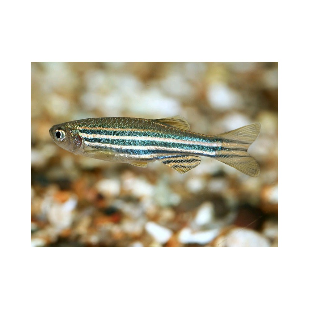 Rerio danija - Image 3