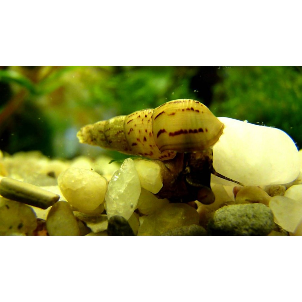 Sraigė Helena - Image 2