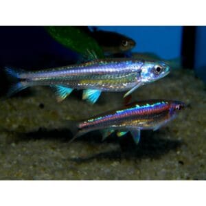 Vaivorykštinė blizgė