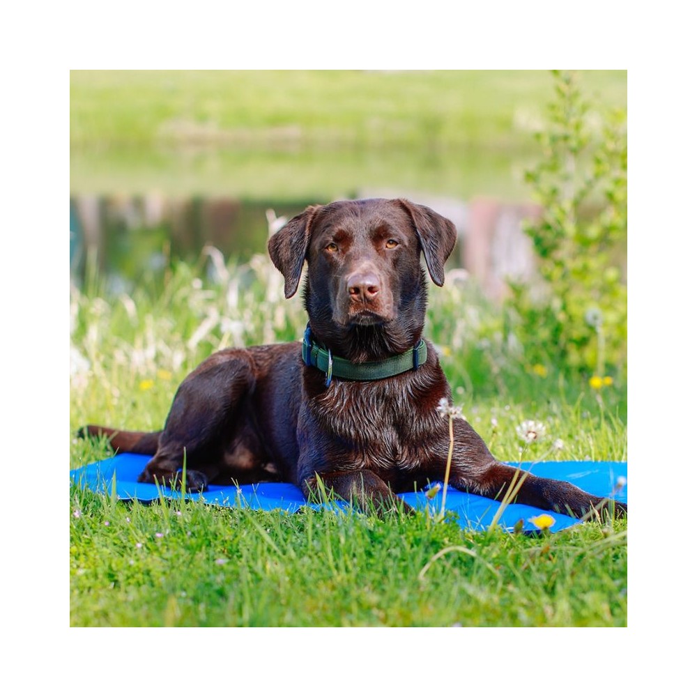 Vėsinantis kilimėlis šunims Ice XL, 110x70 cm - Image 4